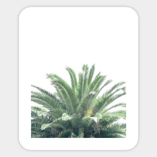 Large Palm Tree Photo Sticker